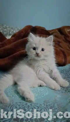 Persian Male & Female Kitten